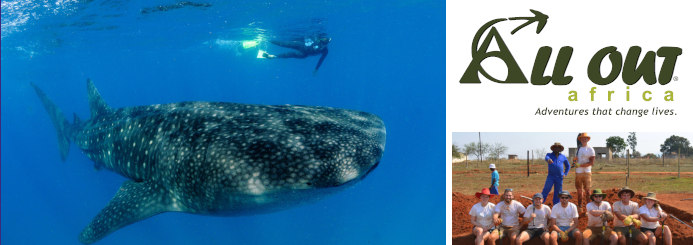 Marine Research & Whale Shark Conservation in Mozambique