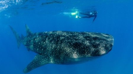 Marine Conservation in Africa, Asia and Latin America