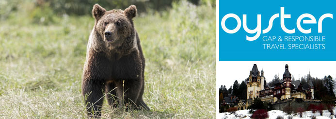 Volunteer with bears in Romania