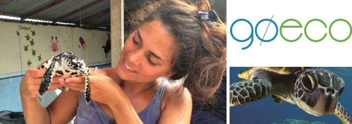 Sea Turtle Conservation in Bali
