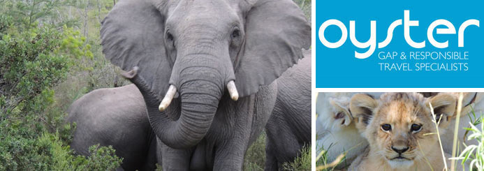 Wildlife conservation experience with the Big 5
