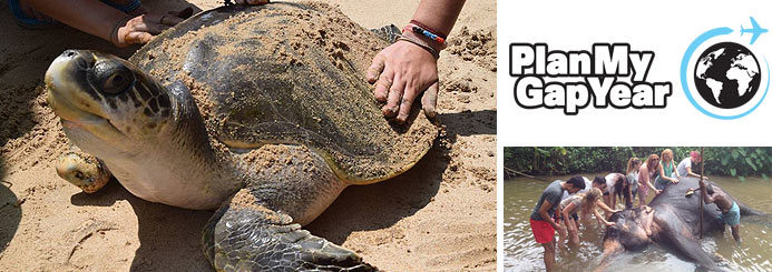 Affordable Wildlife Volunteer Abroad Programs
