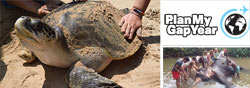 Affordable Wildlife Volunteer Abroad Programs